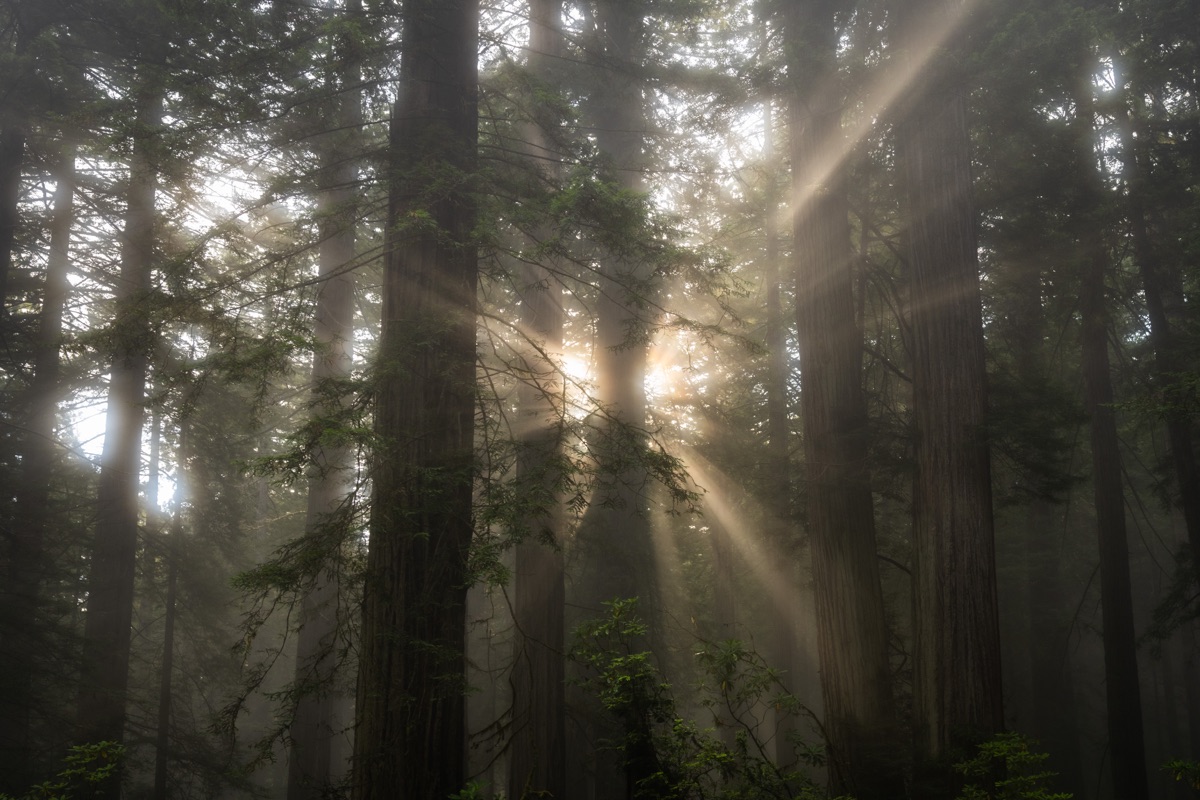 Tyndall light rays through fog in a redwood forest